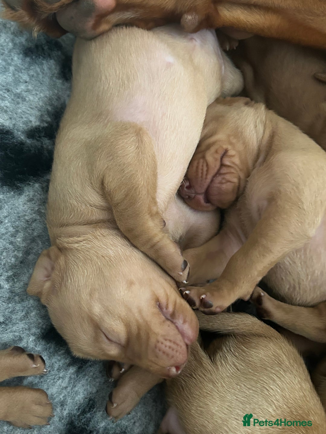Hungarian Vizsla dogs for sale: KC Hungarian Vizsla Puppies for sale - Image 5