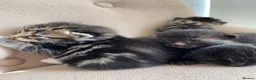 Persian cats for sale: Adorable Kittens for Sale - Advert 1