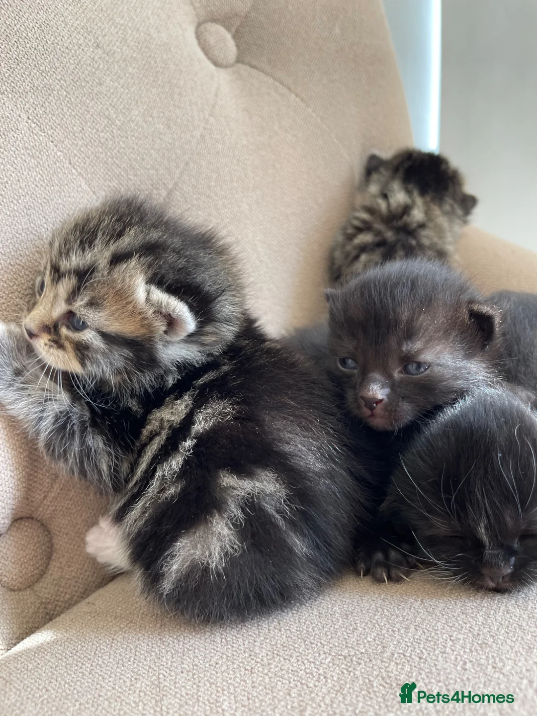 Persian cats for sale: Adorable Kittens for Sale - Advert 1
