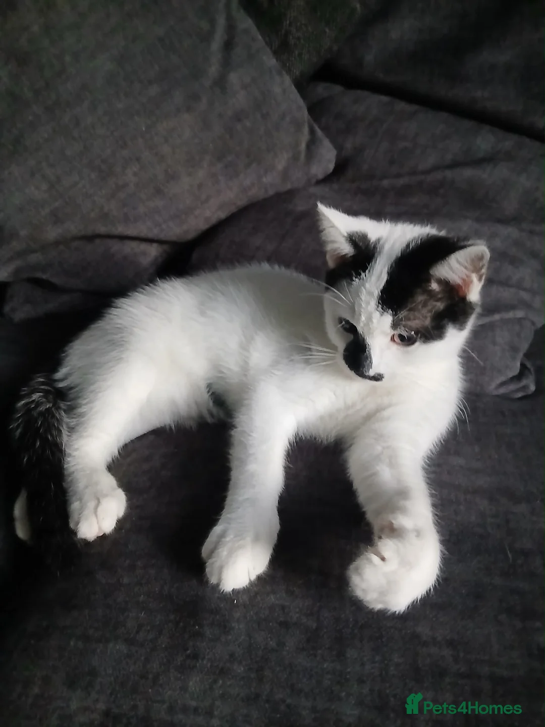 Mixed Breed cats for sale: Male  - Advert 4