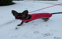 German Shepherd dogs for sale: Loyal, Playful German Shepherd for Rehoming - Image 6