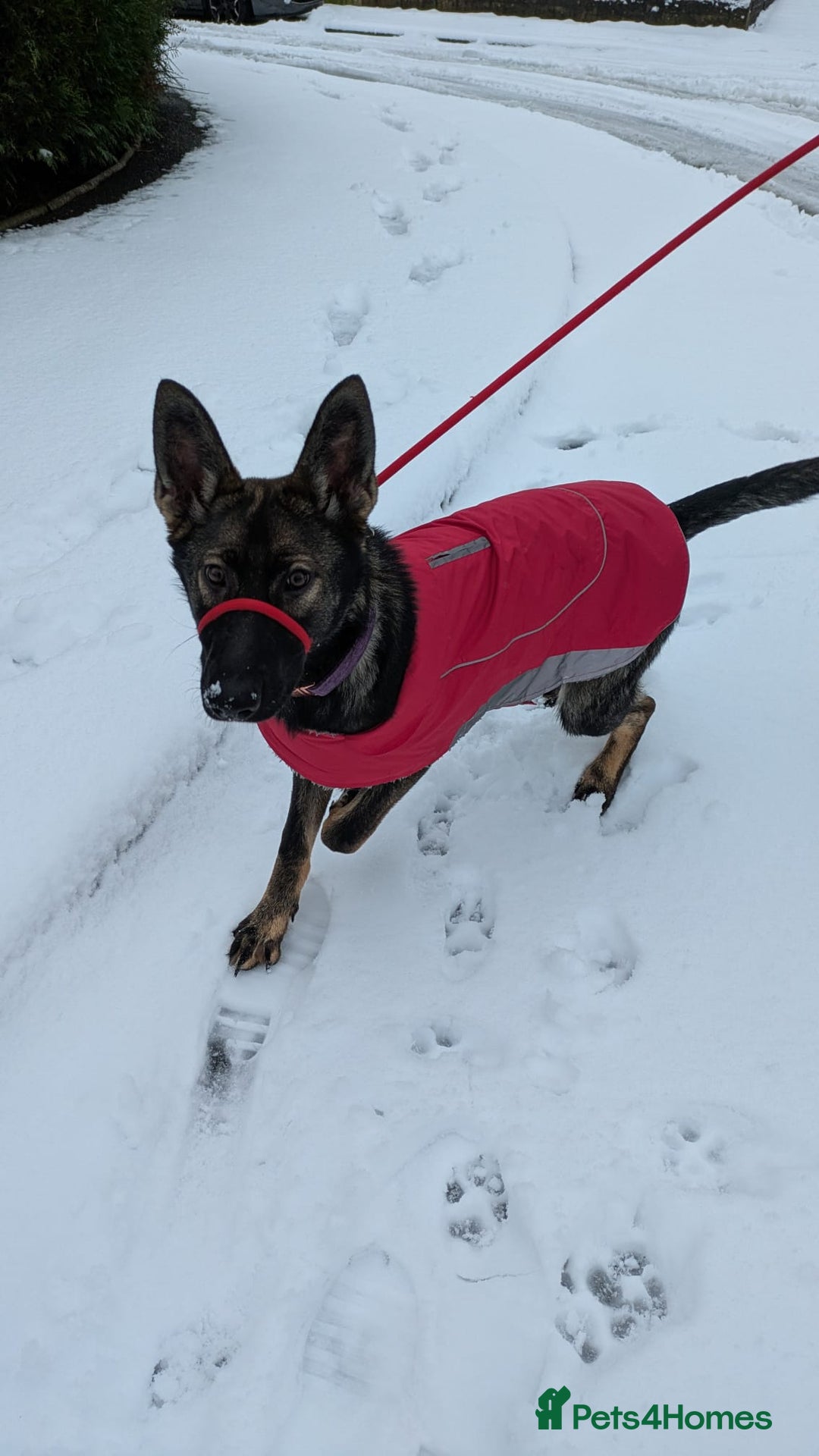German Shepherd dogs for sale: Loyal, Playful German Shepherd for Rehoming - Image 6