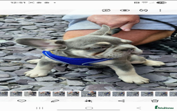 French Bulldog dogs for sale: ** frenchies  - Image 19