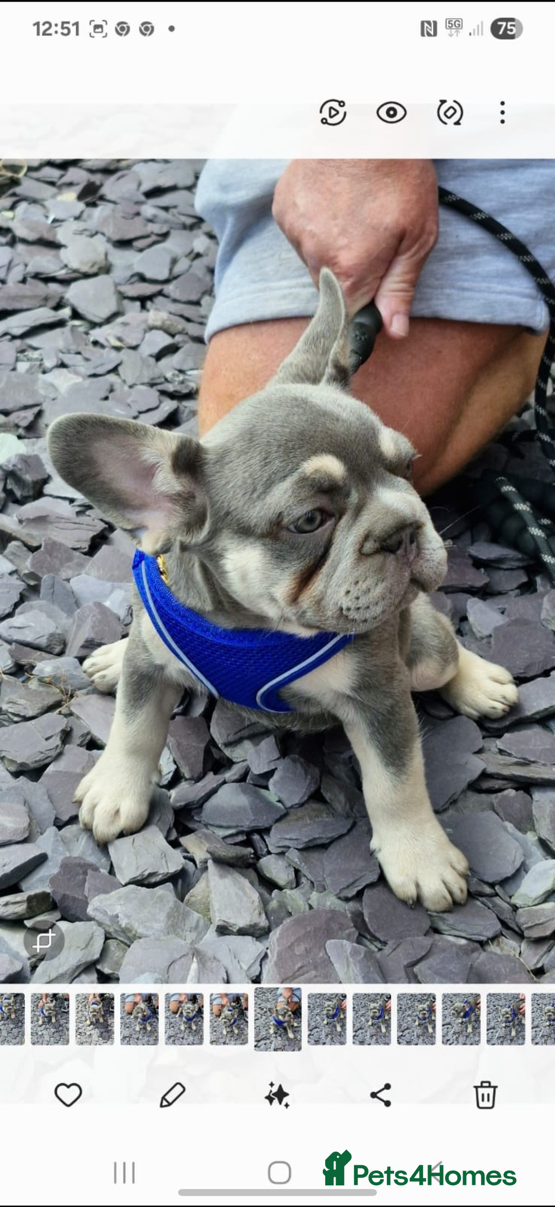 French Bulldog dogs for sale: ** frenchies  - Image 19