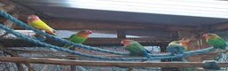 Lovebirds birds for sale: LOVE BIRDS MIXED GROUP - Advert 2