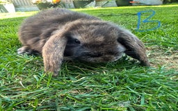 Mini Lop rabbits for sale: Mini Lop Rabbits For Sale  - Image 19
