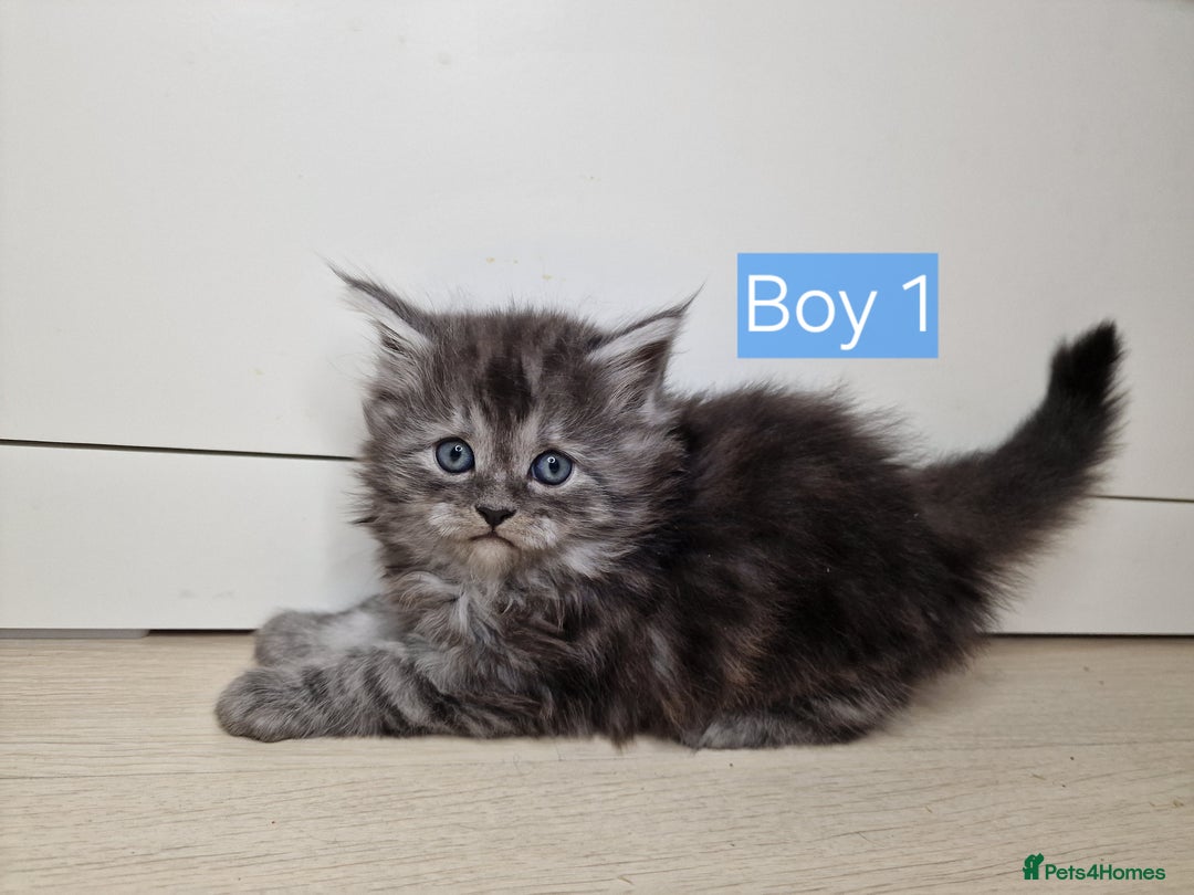 Maine Coon cats for sale: 4 mainecoon kittens looking for home in Bury - Advert 6