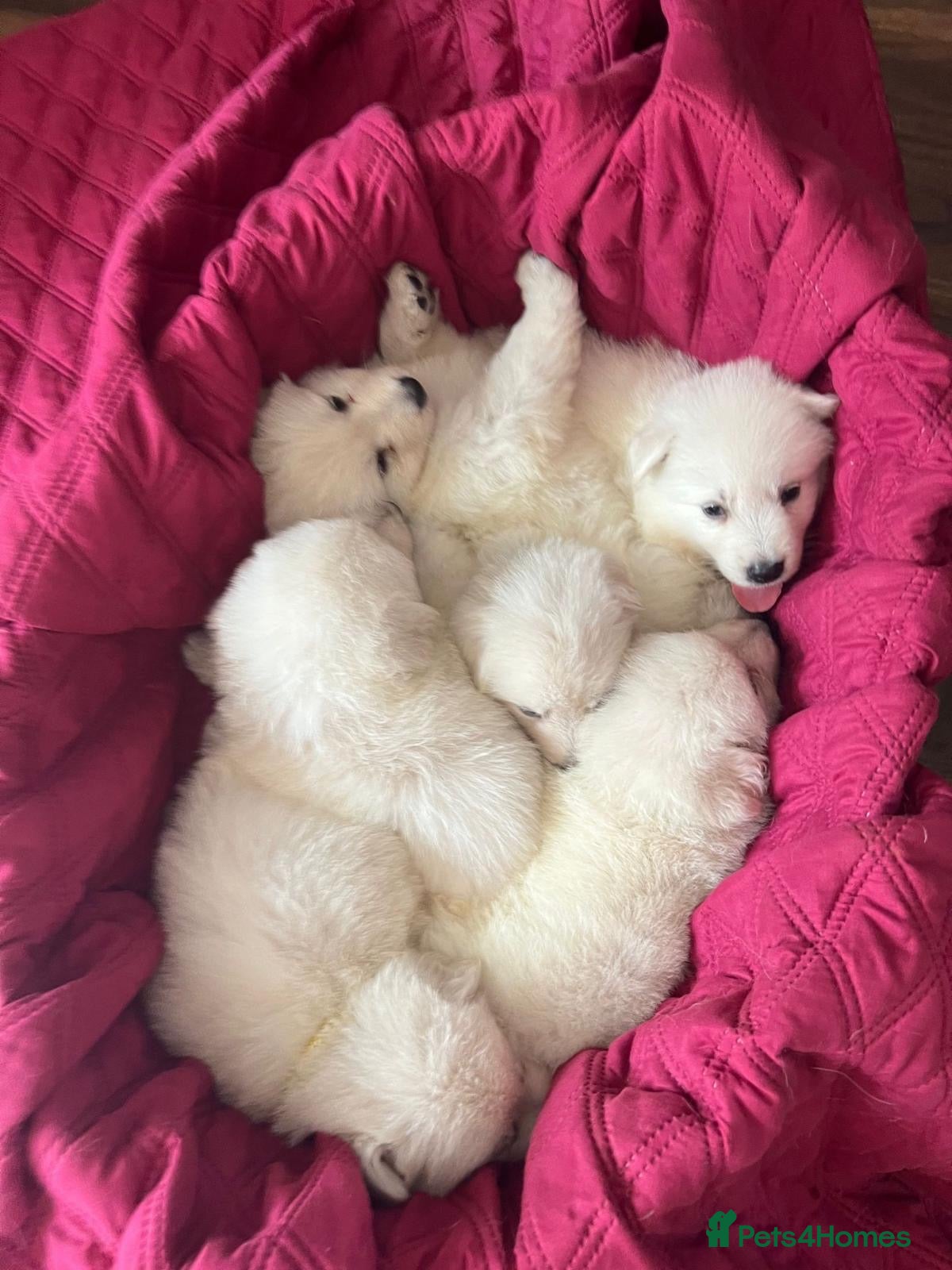 White Swiss Shepherd dogs 🏆 🏆 WORLD CHAMPION BLOODLINES KC WSS PUPS - Advert 2