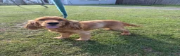Cocker Spaniel dogs for sale: Kc registered boy  - Advert 10
