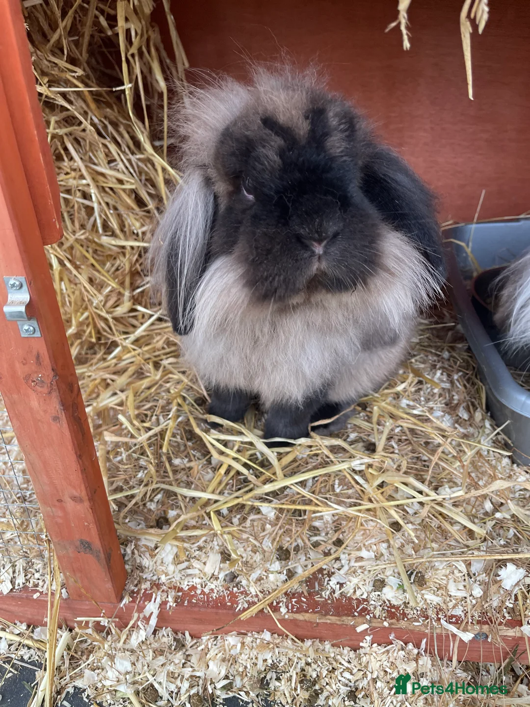 Lionhead rabbits for sale: Male and female lion lops  - Advert 3