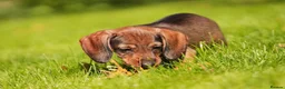 Dachshund dogs for sale: READY NOW Wire Haired Dachshunds Teckles  - Advert 6