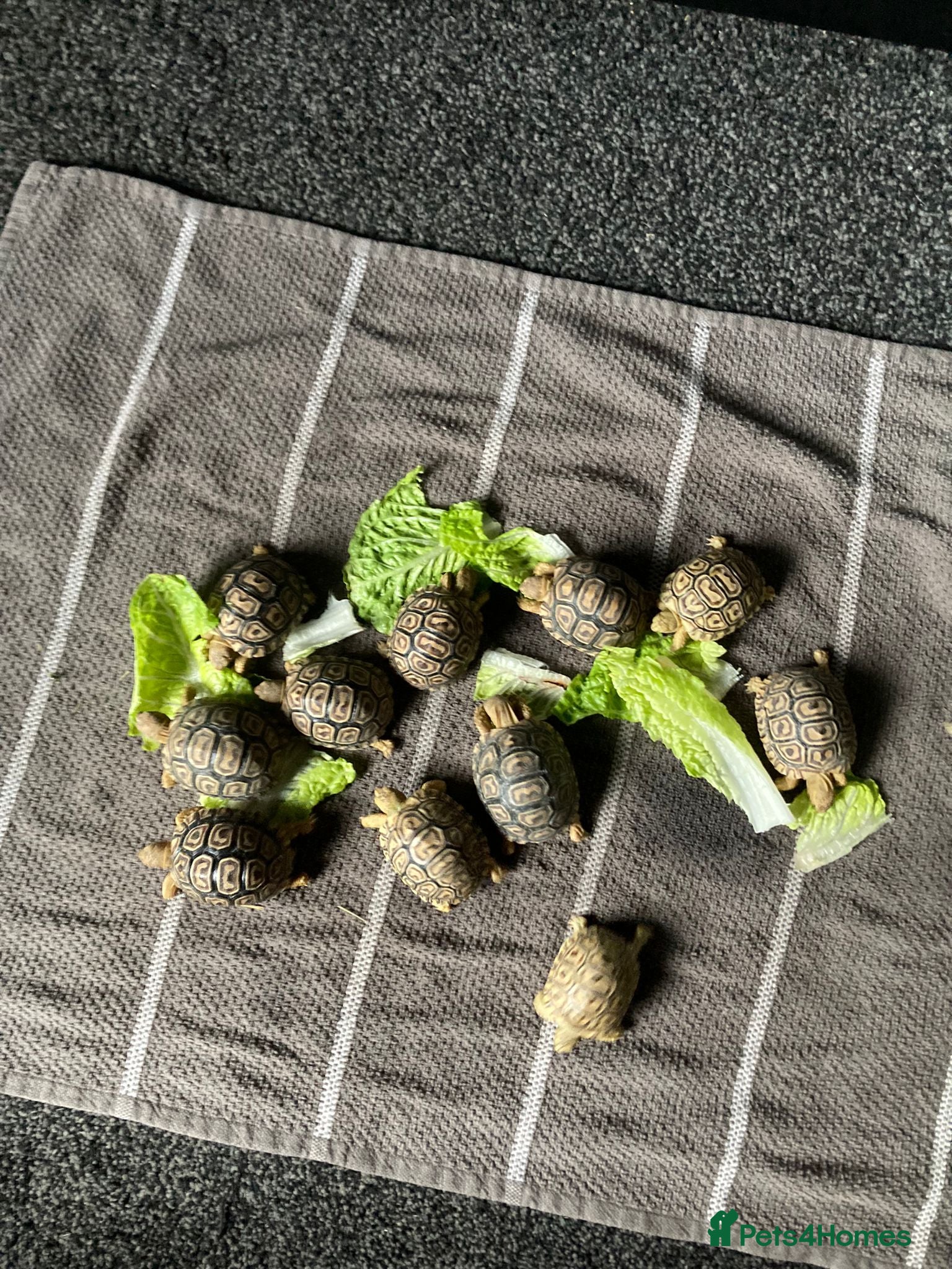 Tortoise reptiles African leopard tortoises - Advert 8