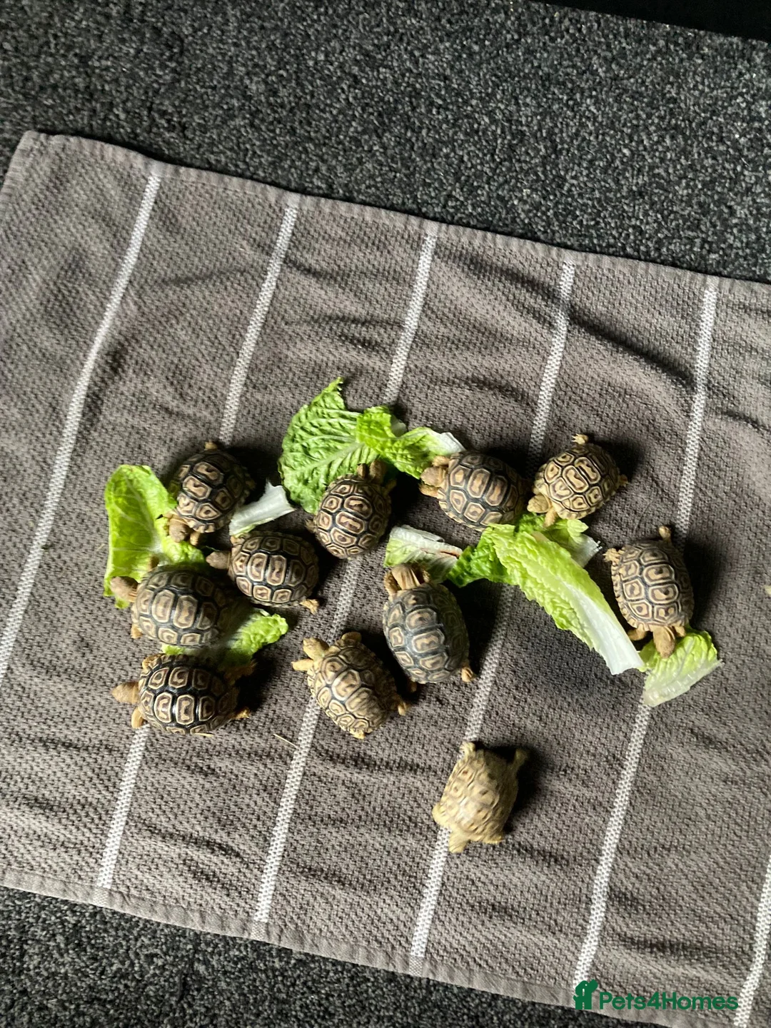 Tortoise reptiles for sale: African leopard tortoises - Advert 1