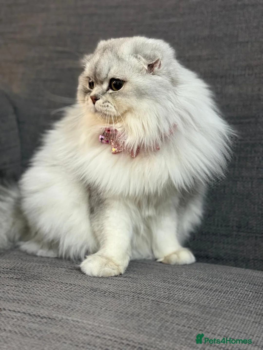 Scottish Fold cats for sale: Scottish fold girl 12month old in Enfield - Advert 2