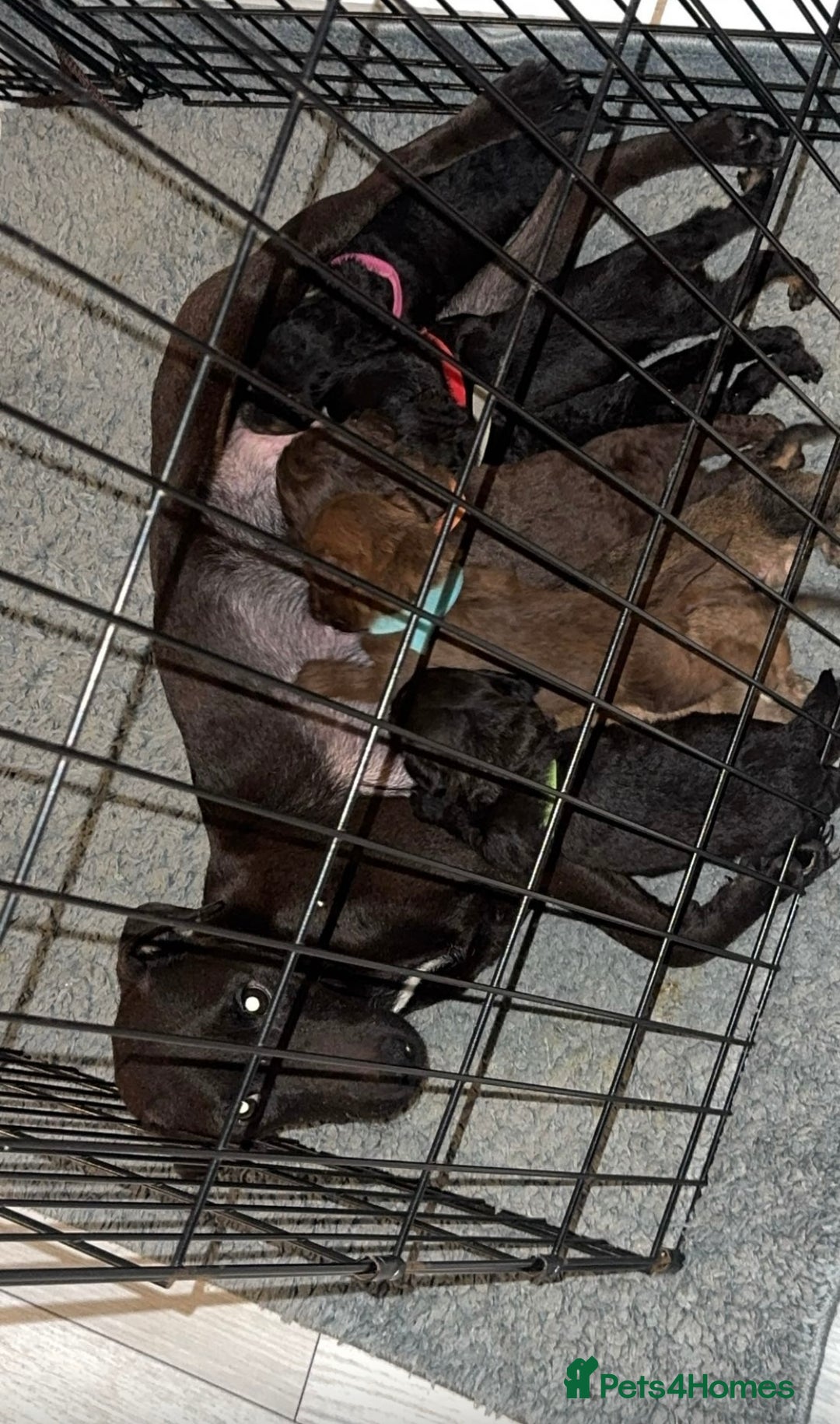 Mixed Breed dogs for sale: Patterpoos - Advert 5