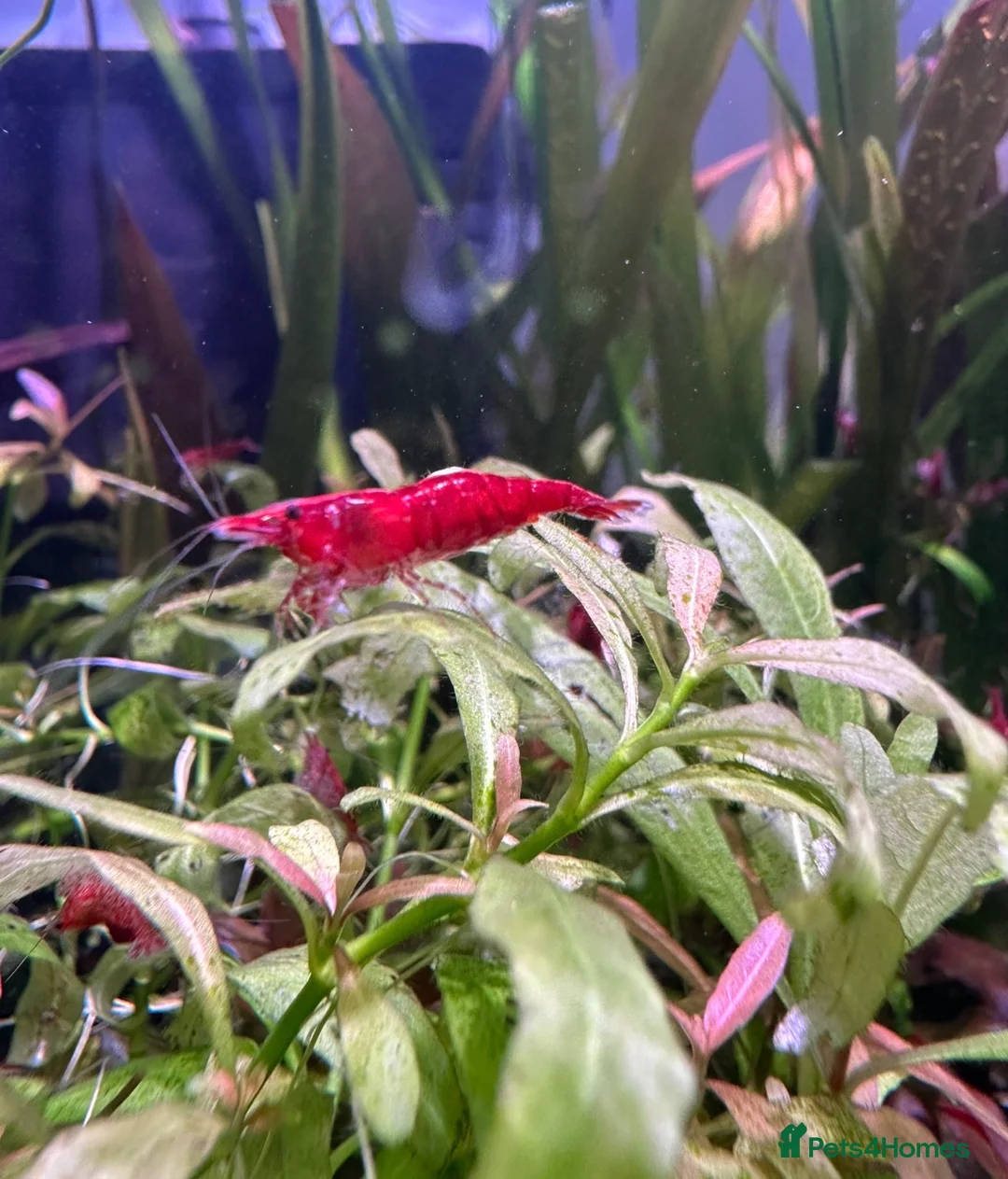 Plecos fish for sale: BUNDLE DEALS ! SHRIMP/PLECOS/SWORDTAILS - Advert 1