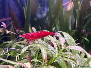 Plecos fish Juvenile bn plecos - cherry shrimp - swordtails - Advert 11