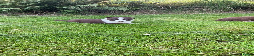 Border Collie Puppy 1