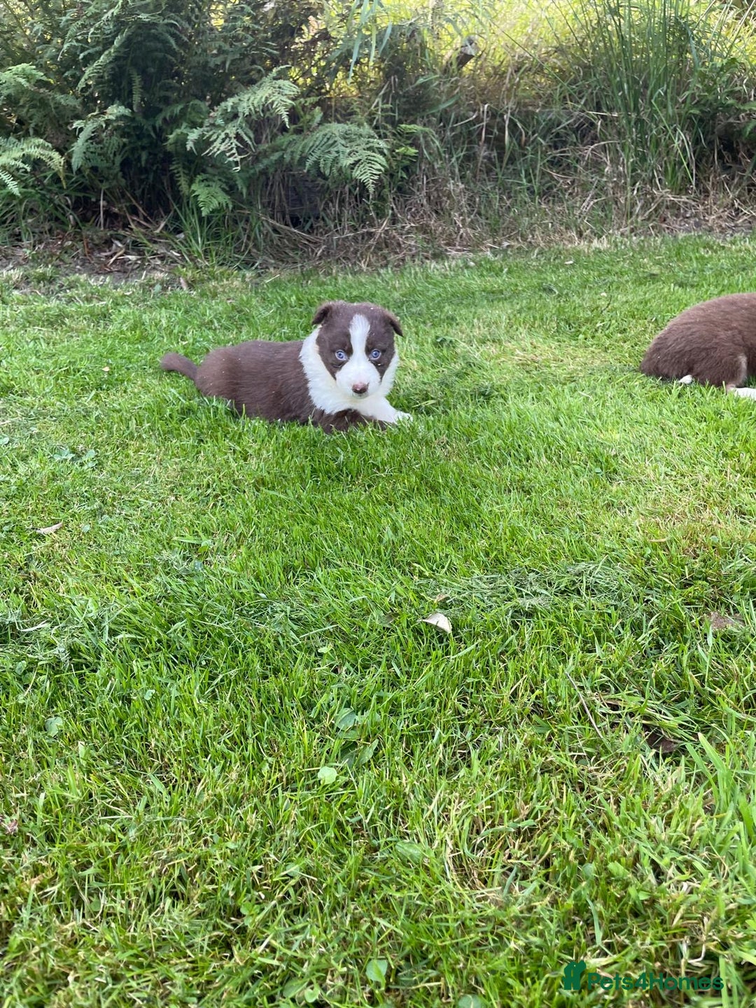 Border Collie dogs for sale: *BORDER COLLIE PUPPIES*⚫️⚪️🟤 - Image 18