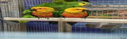 Parrots birds for sale: Amazos/Parakeets/Parrots available  - Advert 17