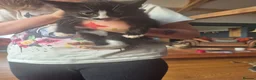 Mixed Breed cats for sale: Beautifully marked kittens  - Advert 7