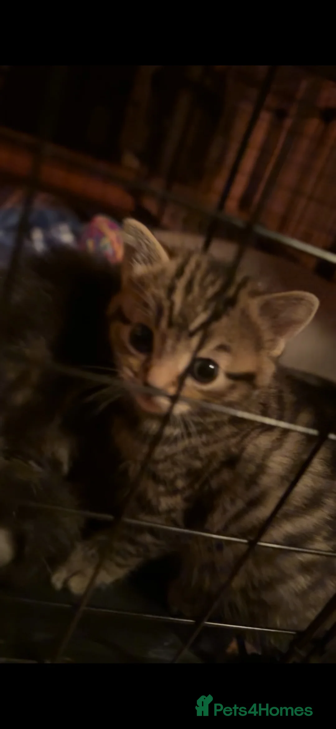 Mixed Breed cats for sale: One female kitten for sale in Leicester - Advert 2
