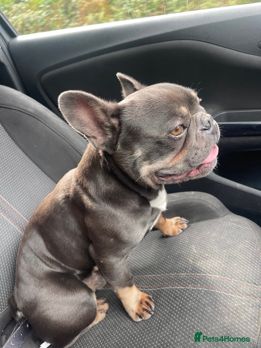 French Bulldog dogs for sale: Frenchie  - Image 4