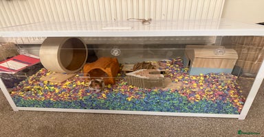Hamster rodents - Advert 14