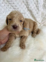 Mini Goldendoodle dogs - Advert 9