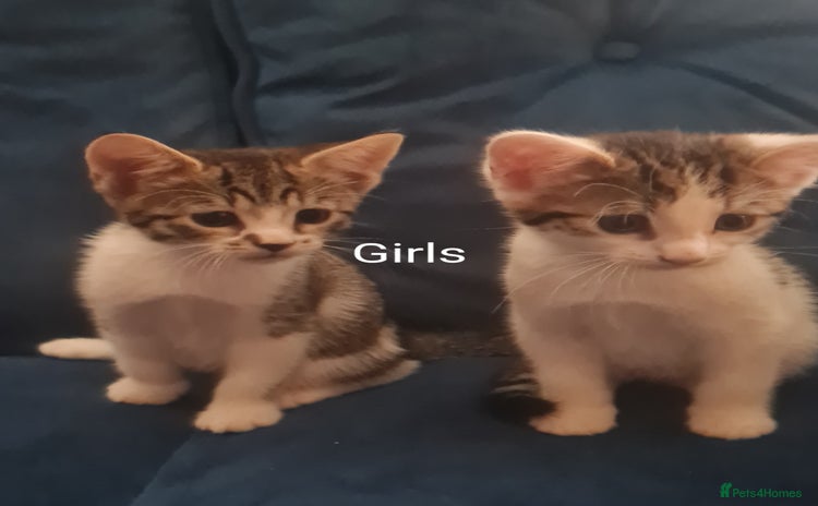 British Shorthair cats - Advert 3