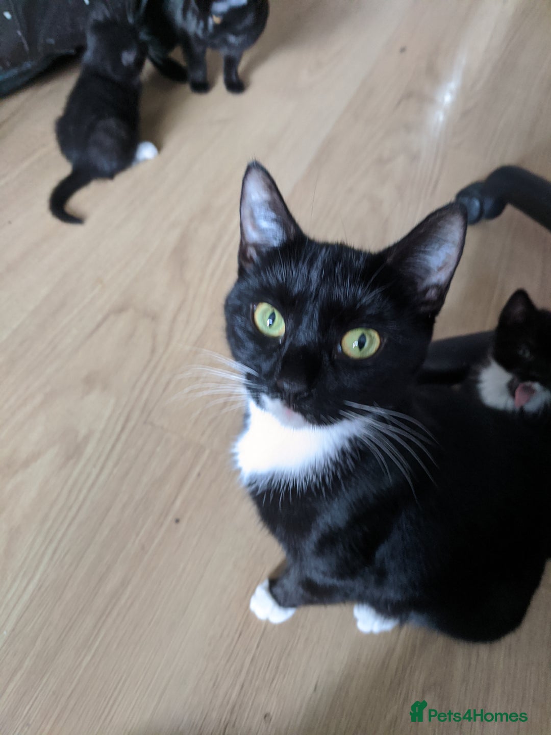 British Shorthair cats for sale: 5 tuxedo British shorthaired kittens - Image 4