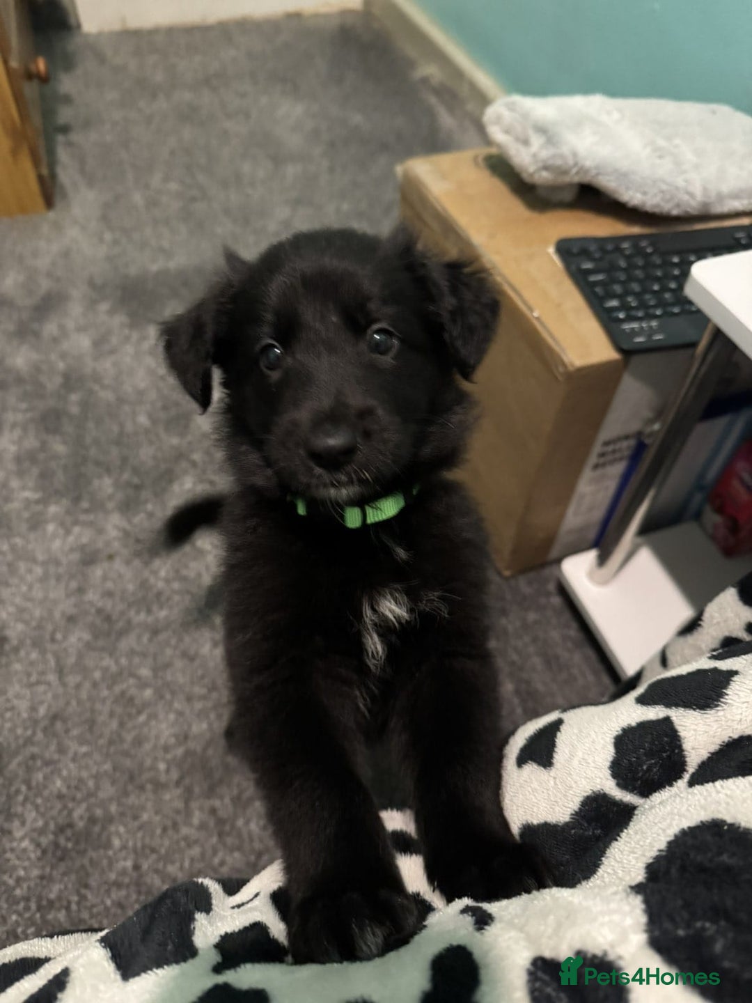 Shepsky dogs for sale: Shepski pups - Advert 12