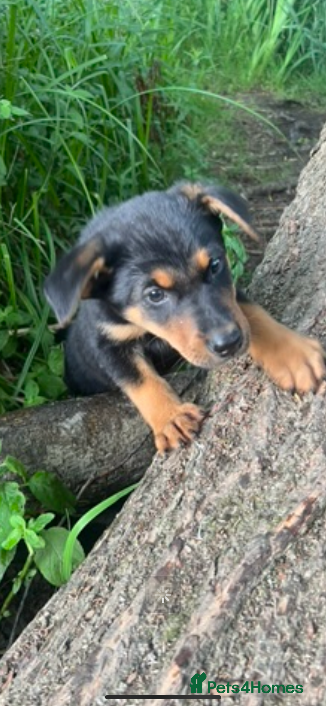 Labrador Retriever dogs for sale: Bella 💖 black with tan patches Labrador in Cobham - Image 15