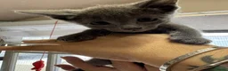 Russian Blue cats for sale: PURE BREED Russian Blue Kittens READY NOW! - Advert 8