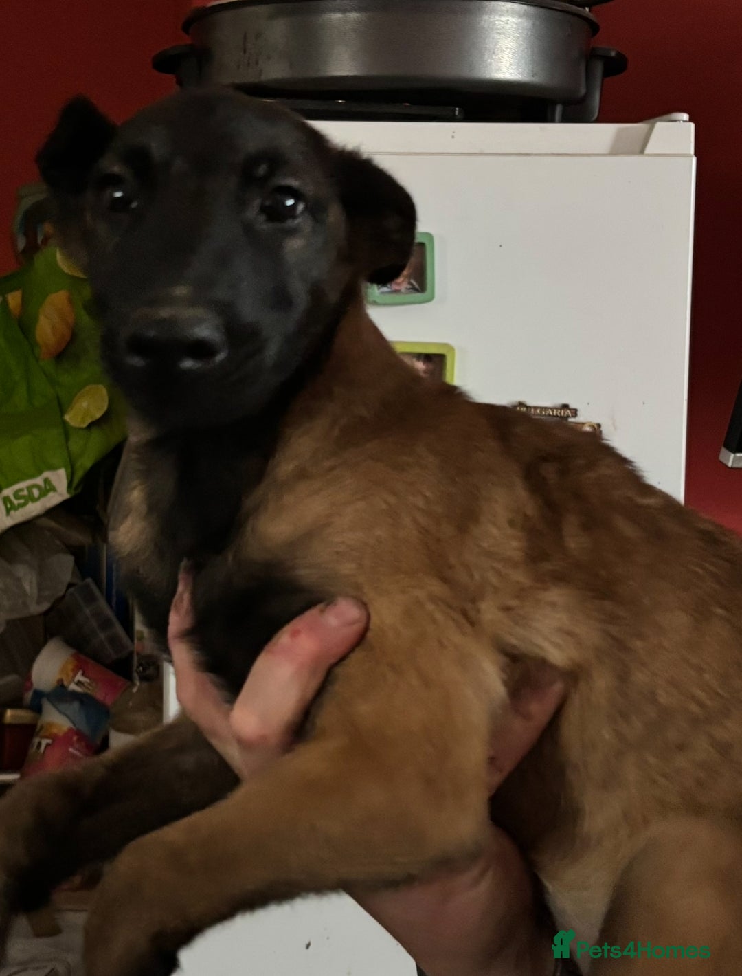 Belgian Shepherd Dog dogs for sale: Belgian Malinois Puppies  - Image 15