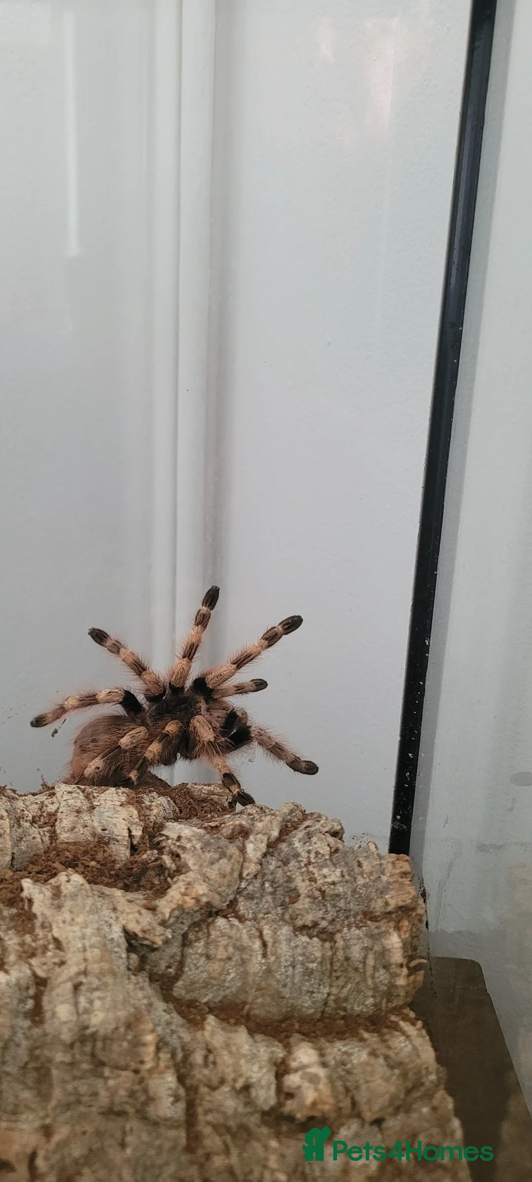 Spiders invertebrates for sale: Brazillian White Knee Tarantula - Advert 2