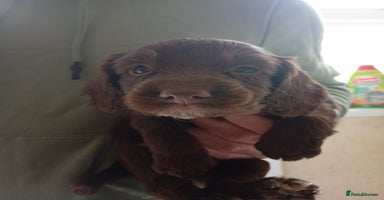 English Springer Spaniel dogs - Advert 7