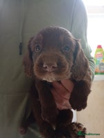 English Springer Spaniel dogs - Advert 6