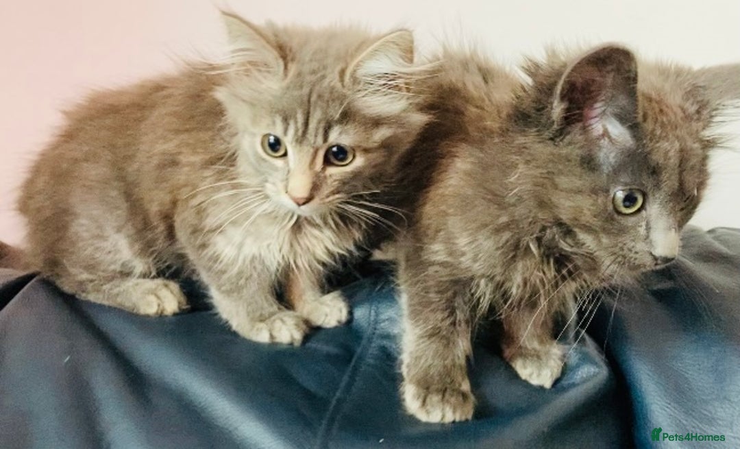 Mixed Breed cats for sale: An absolute gorgeous litter of Maine coon kittens - Image 4