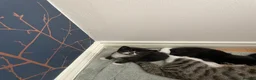 Mixed Breed cats for sale: Mixed Kittens - Advert 4
