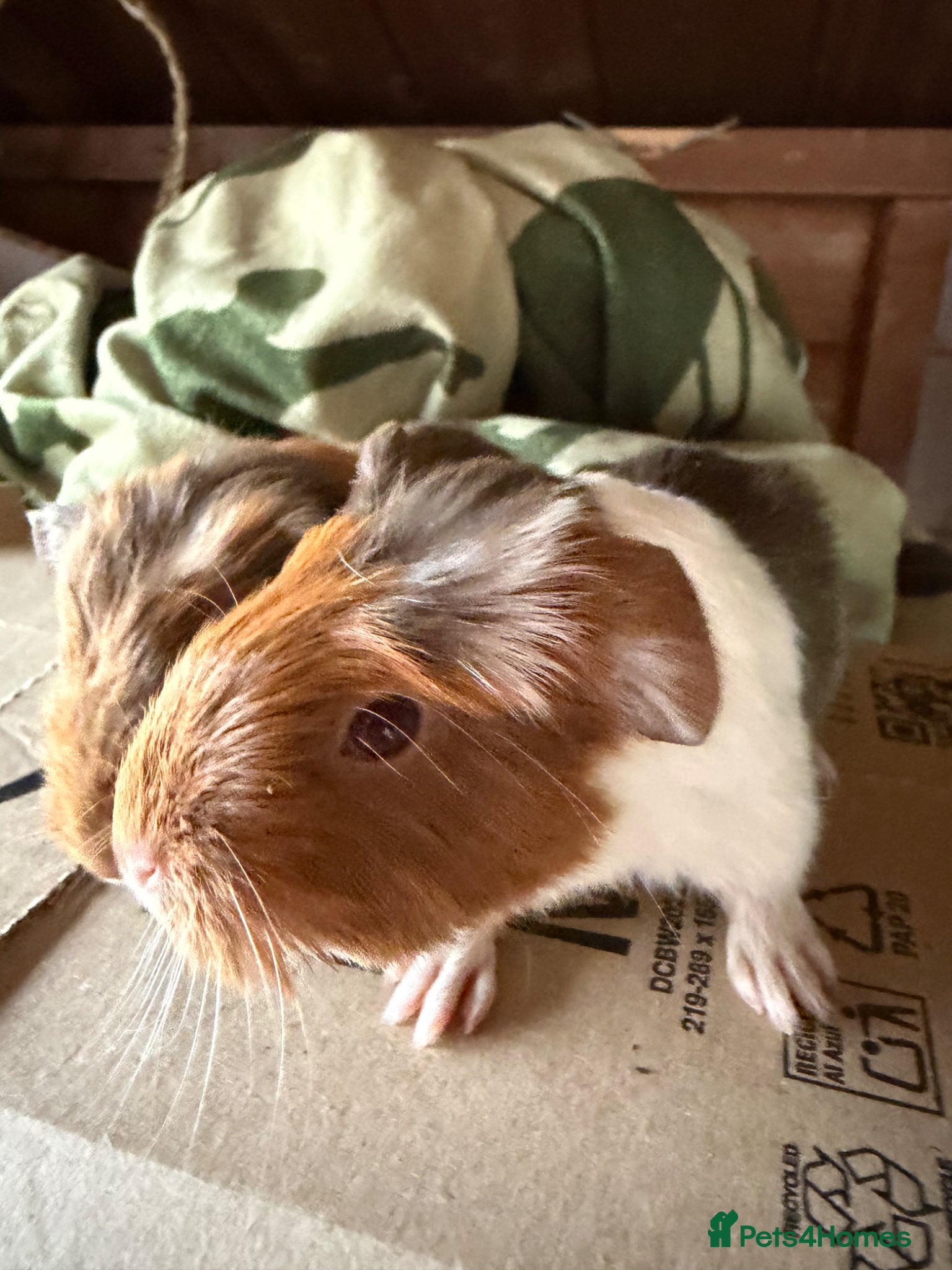 Guinea Pig rodents Baby guinea pigs. Also young sows  - Advert 15