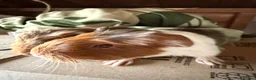Guinea Pig rodents for sale: Baby guinea pigs. Also young sows  - Advert 10