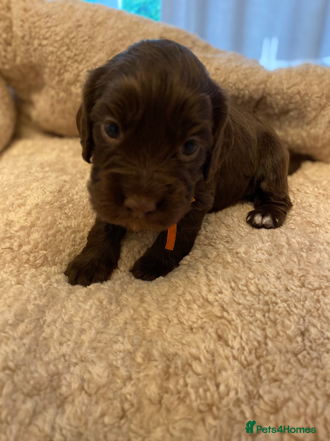Cocker Spaniel dogs for sale: KC Working Cocker Spaniel Puppies  - Advert 7