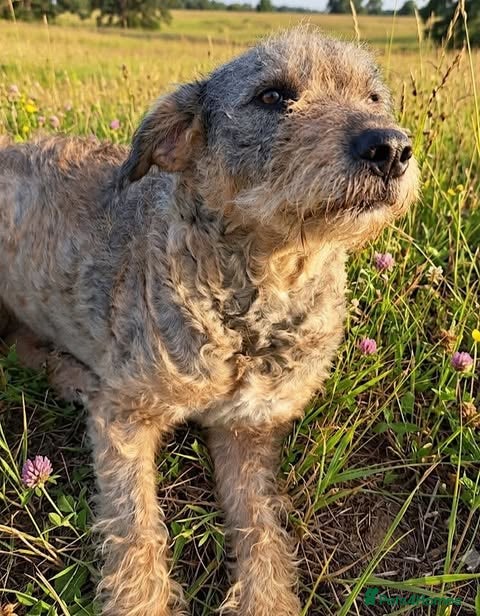 Mixed Breed dogs Could You Be Iris’s Happy Ending? - Advert 1