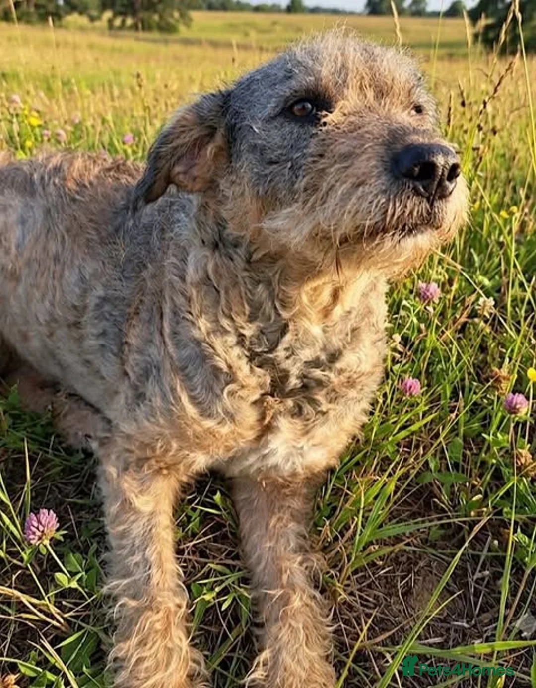 Mixed Breed dogs for adoption: Could You Be Iris’s Happy Ending? - Advert 1