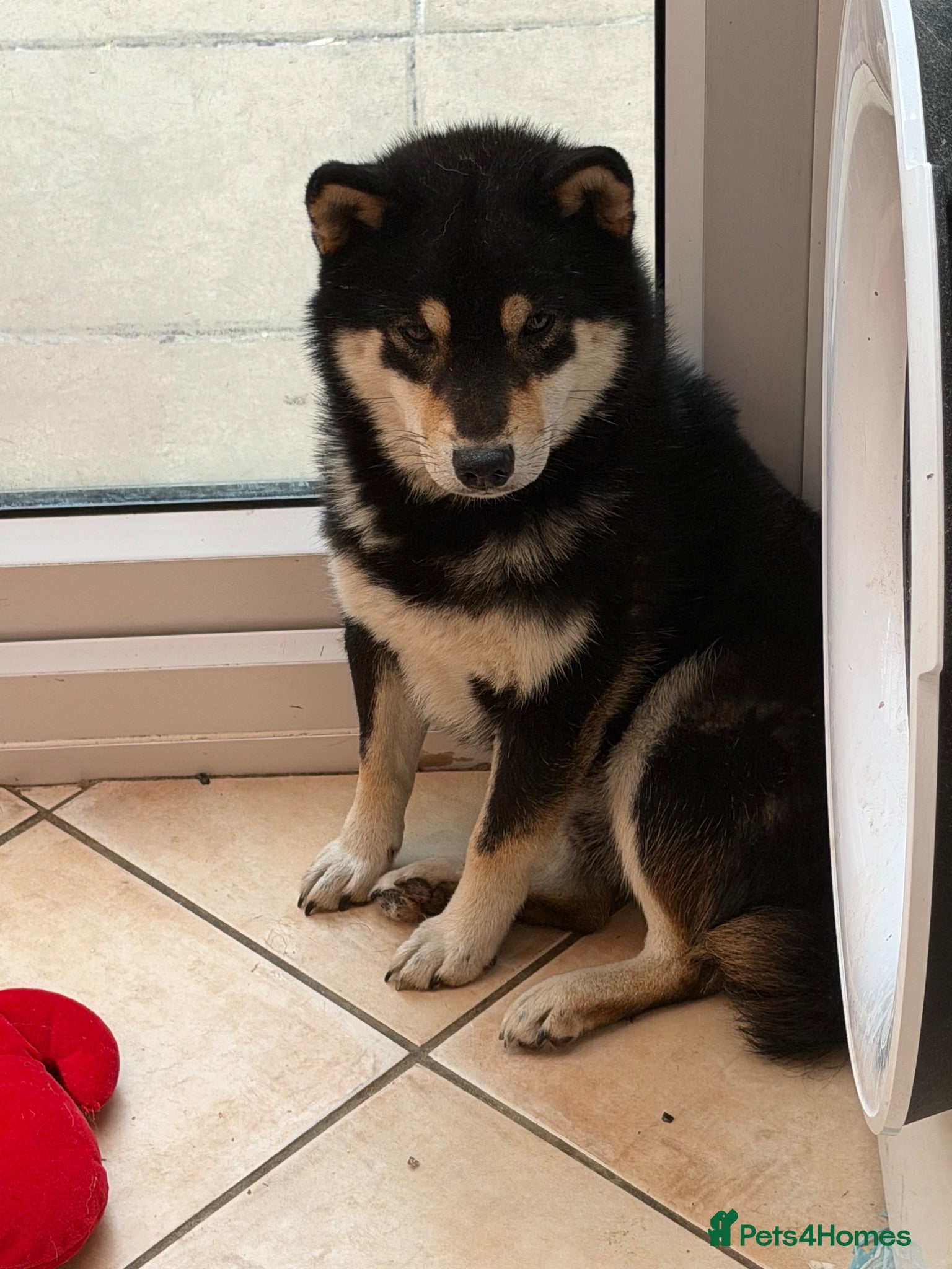 Japanese Shiba Inu dogs Health  tested Black and Tan young stud  - Advert 8