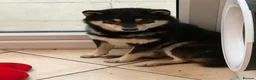 Japanese Shiba Inu dogs for stud: Health  tested Black and Tan young stud  - Advert 1