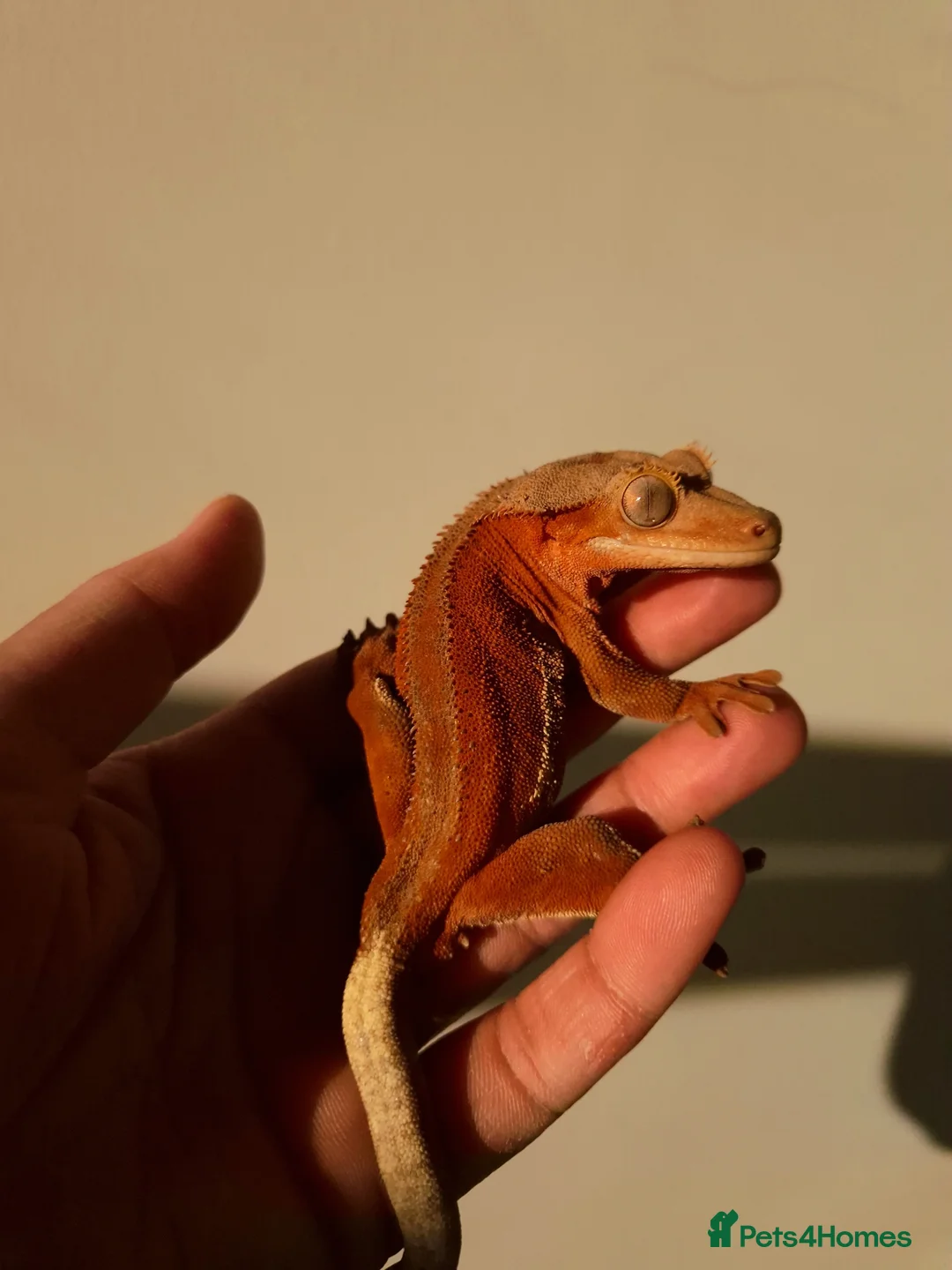 Gecko reptiles for sale: Red Phantom Lilly White  - Advert 1