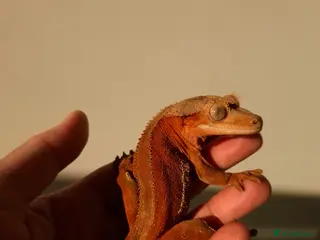 Gecko reptiles Red Phantom Lilly White - Advert 1