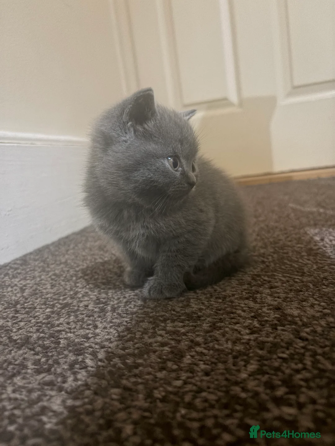 British Shorthair cats for sale: Cute and cuddly British Shorthaired kittens  - Advert 4